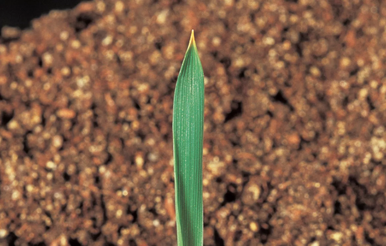 Couch_Grass_RTE_1.jpg