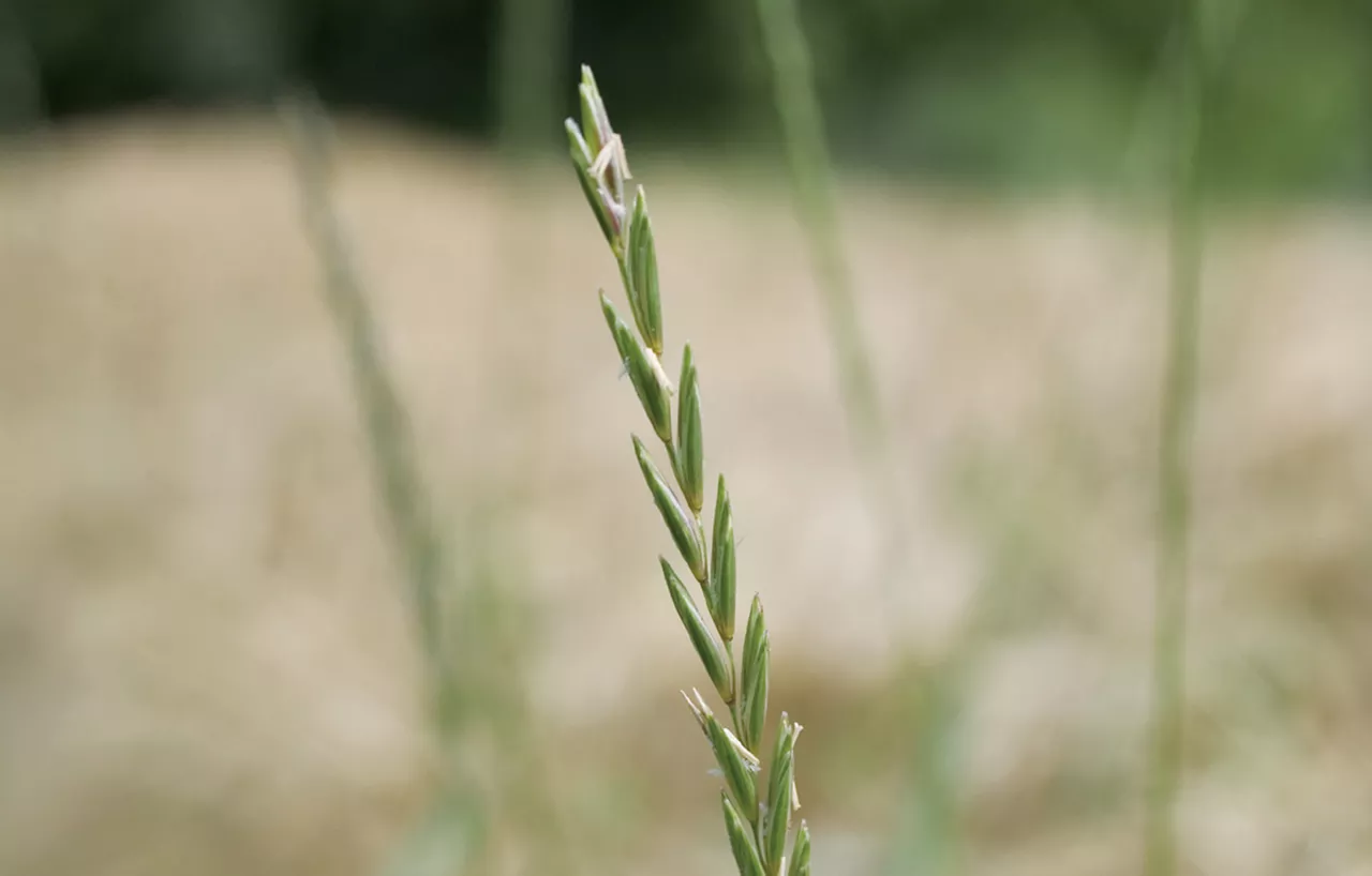 Couch_Grass_RTE_2.jpg