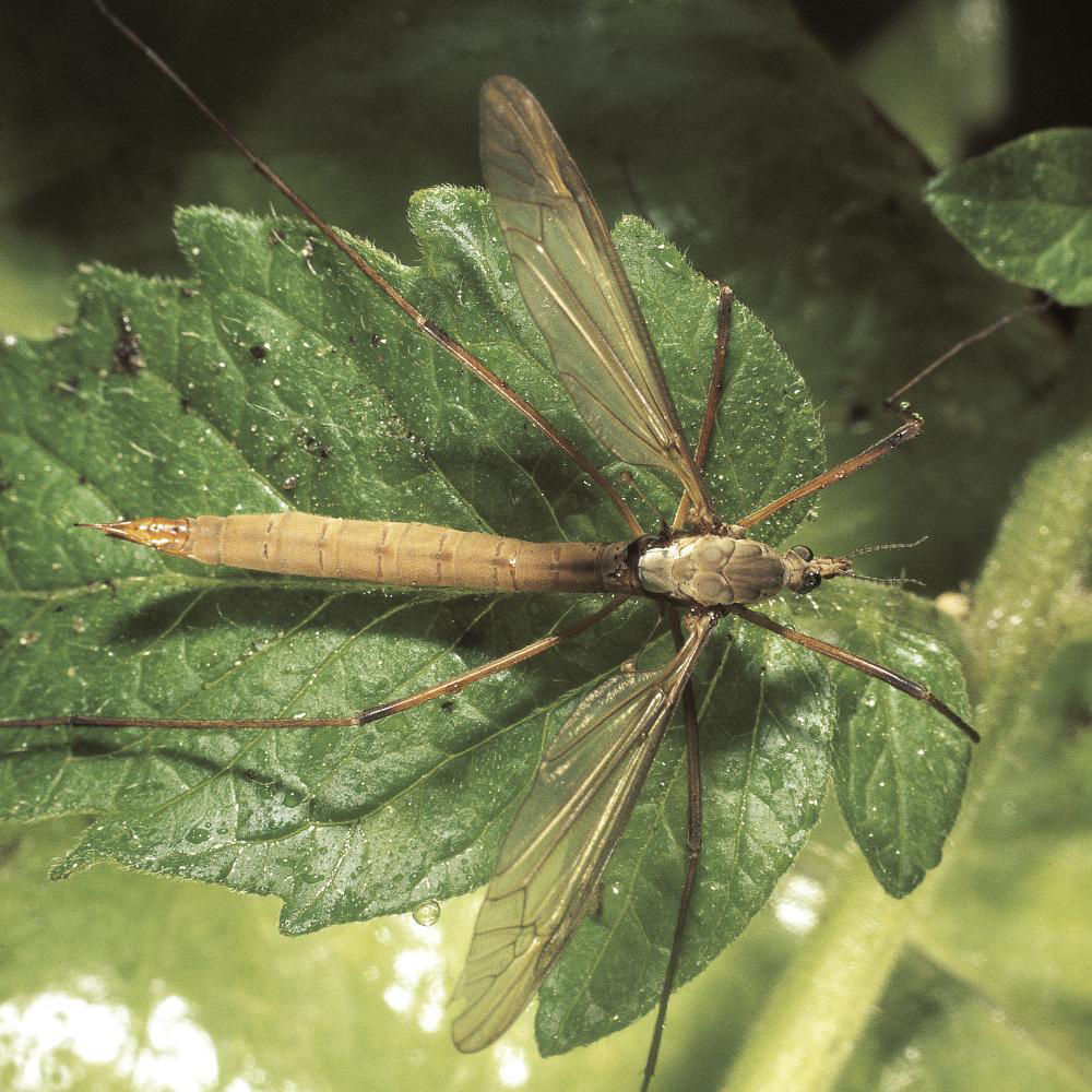 Crane Fly Larvae