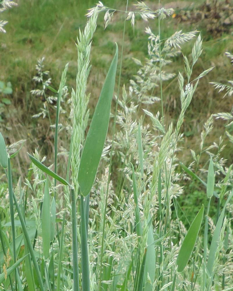 Creeping Soft Grass