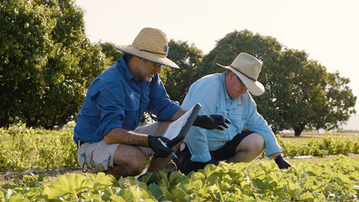 Gummy stem blight in cucurbits can now be better controlled thanks to Luna Experience.