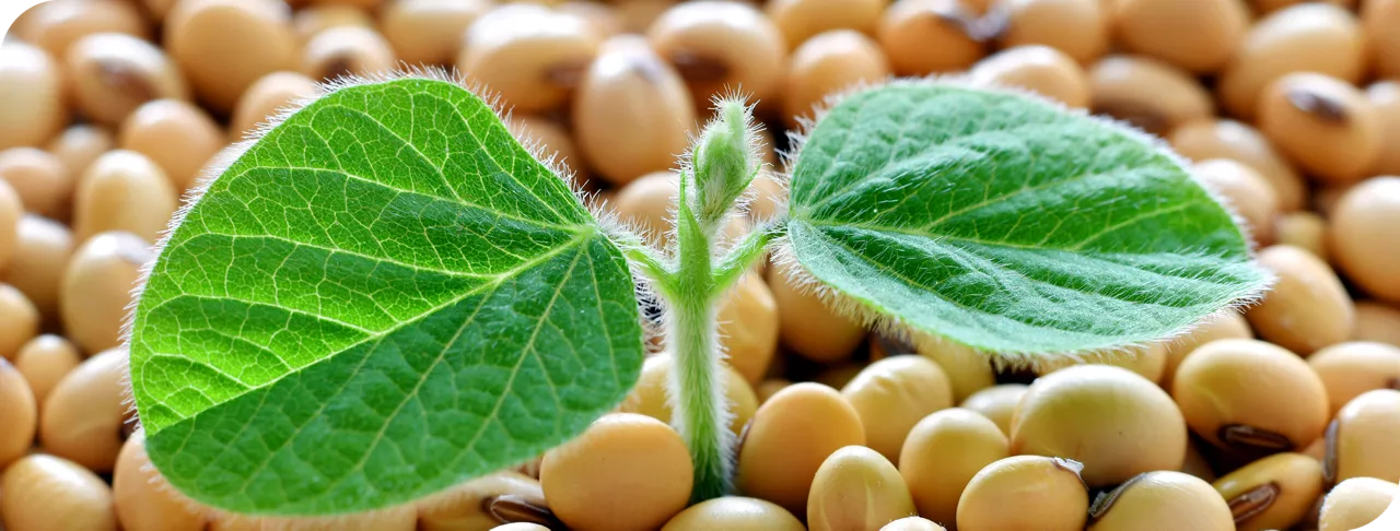 Soybeans