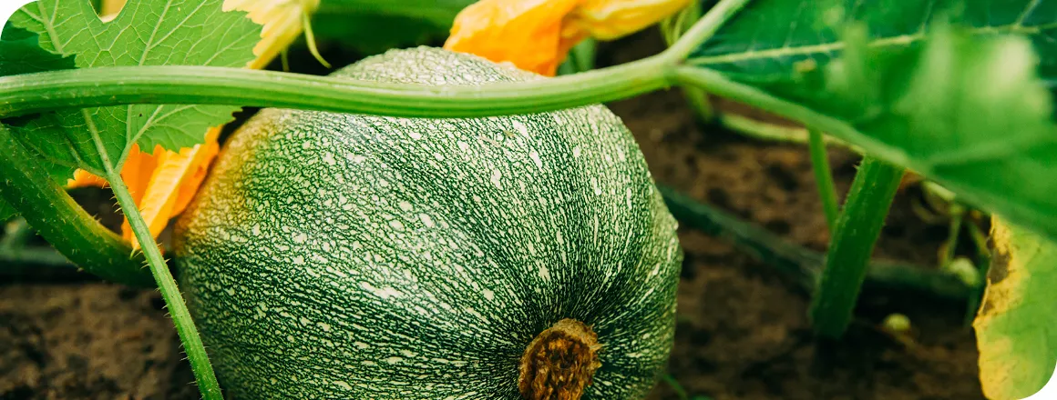 Cucurbits