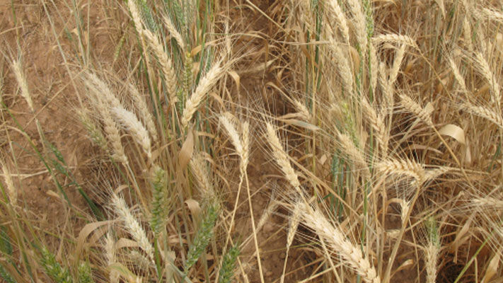 Crown rot (CR) is a significant fungal disease in Australian cereals that can cause yield losses without symptoms and grain quality downgrades without yield reductions.