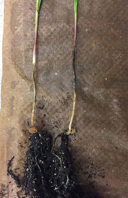Plantules infectées par C. sativus et présentant des lésions caractéristiques sur l'entrenœud subcoronal.