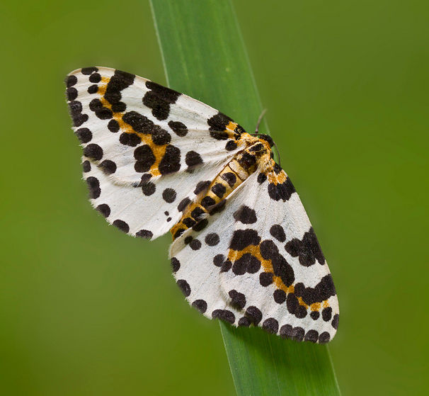 Currant Butterfly