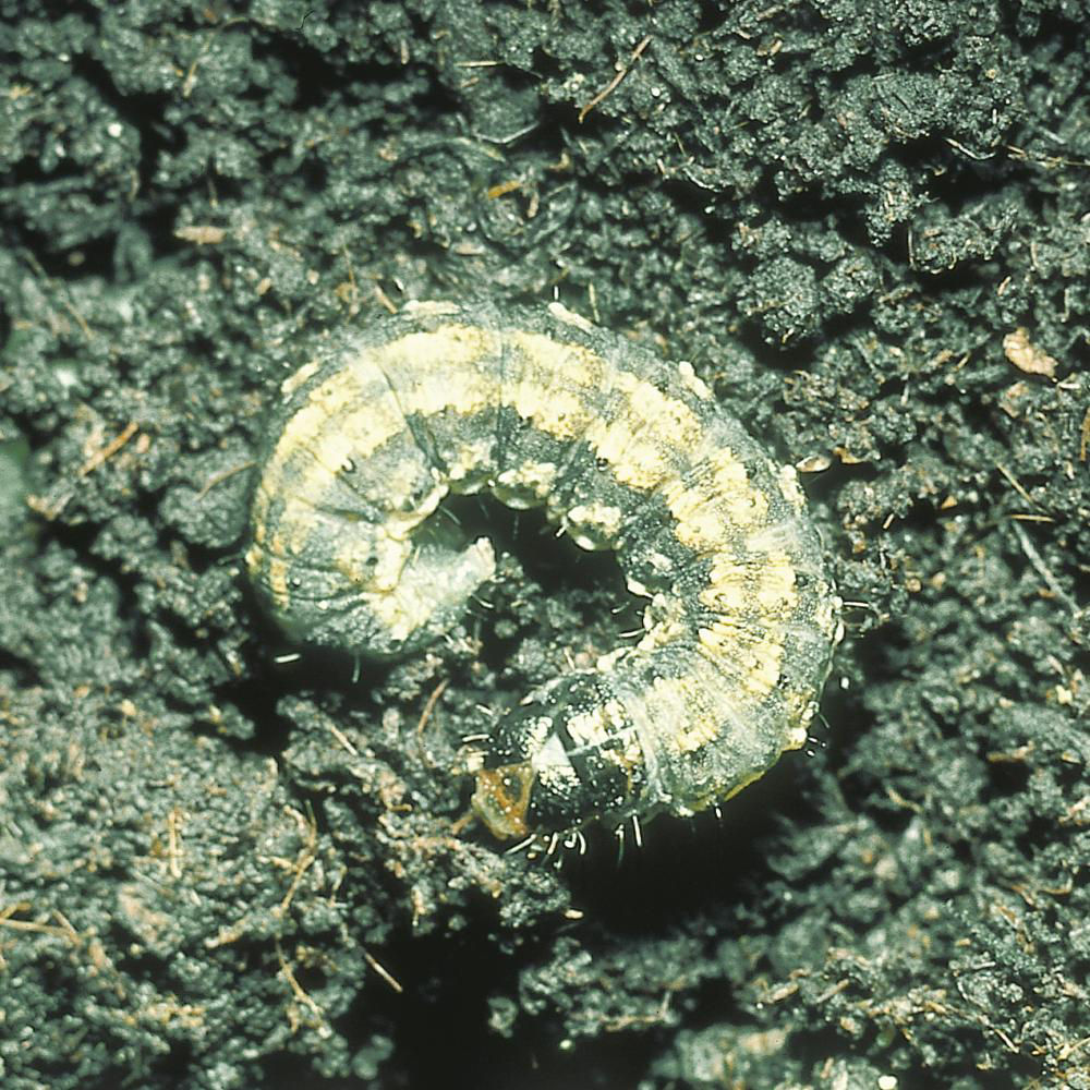 Cutworms Larven Butterflies