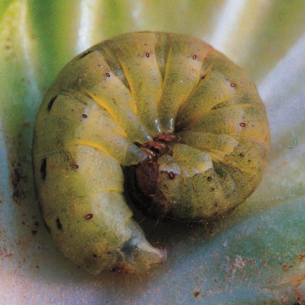 Cutworms Larven