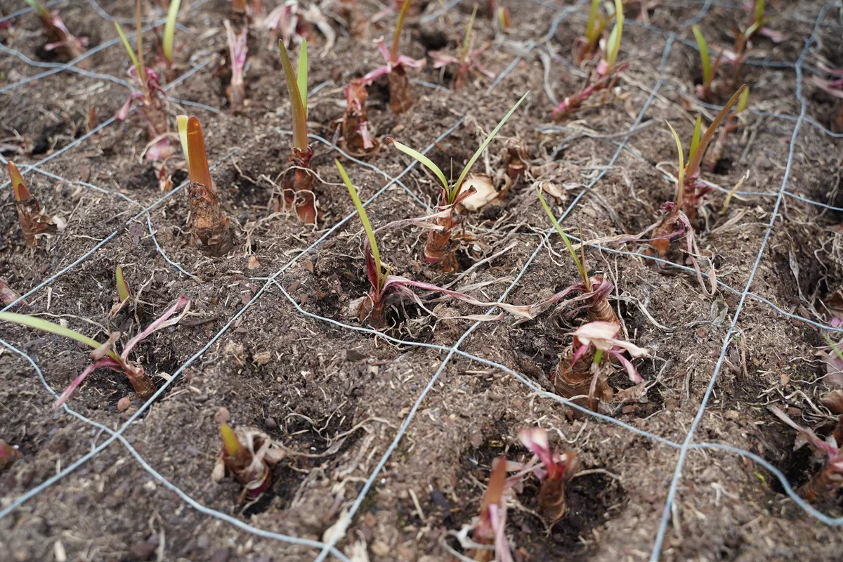 Cyrtanthus_Bulbs_Rich_Text_Editor.jpeg