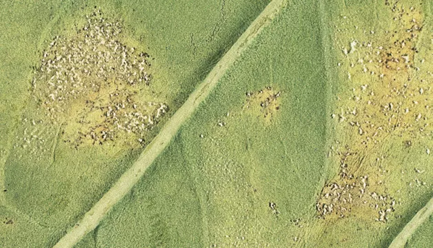 Czerń krzyżowych w kapustnych