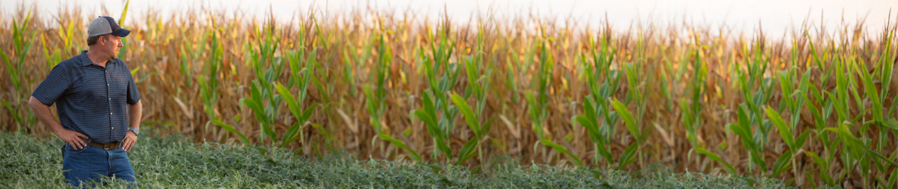 DEKALB® Asgrow® Deltapine® farmer in corn field before harvest