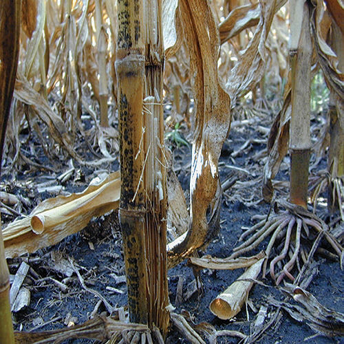 anthracnose-stalk-rot