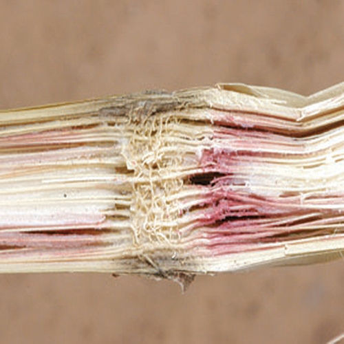 gibberella-stalk-rot