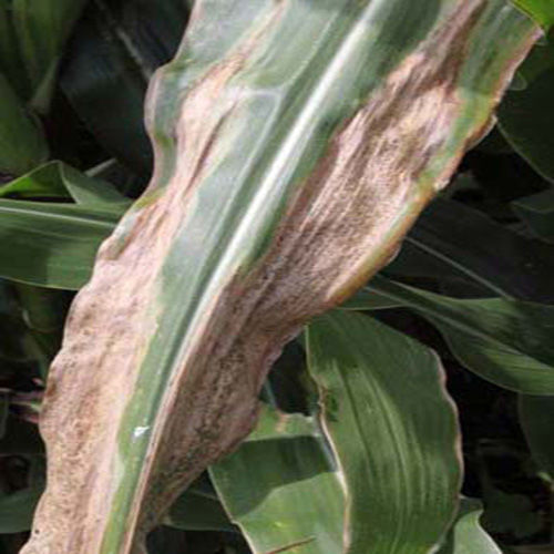 goss-wilt image