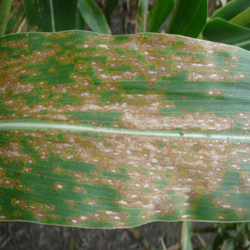 gray-leaf-spot image