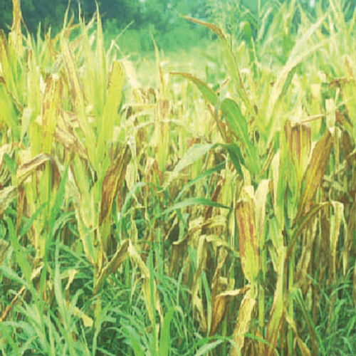 maize-chlorotic-dwarf-virus