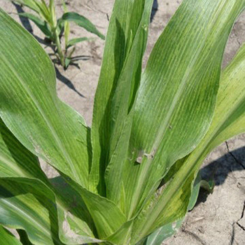 maize-dwarf-mosaic-virus