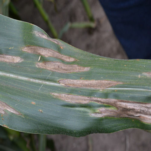 northern-corn-leaf-blight image