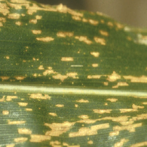southern-corn-leaf-blight image