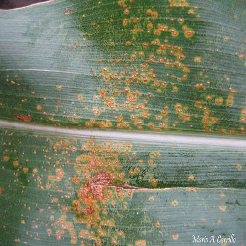 Southern rust corn image