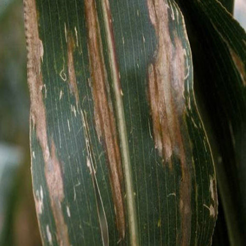 stewarts-bacterial-leaf-blight image