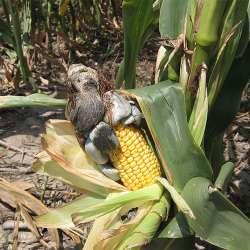 common corn smut