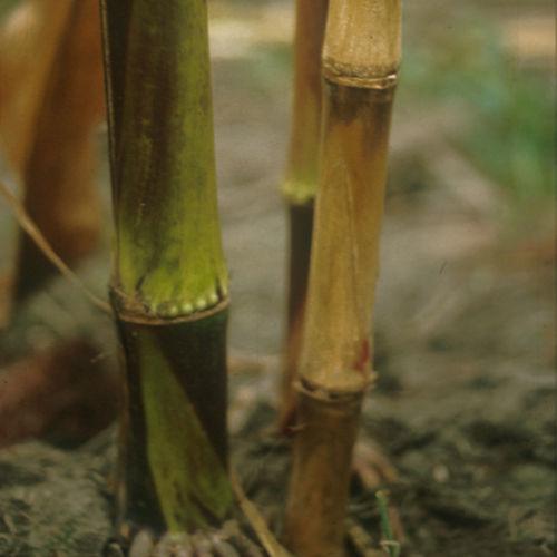 fusarium stalk rot