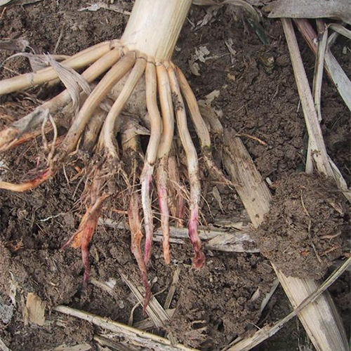 red root rot