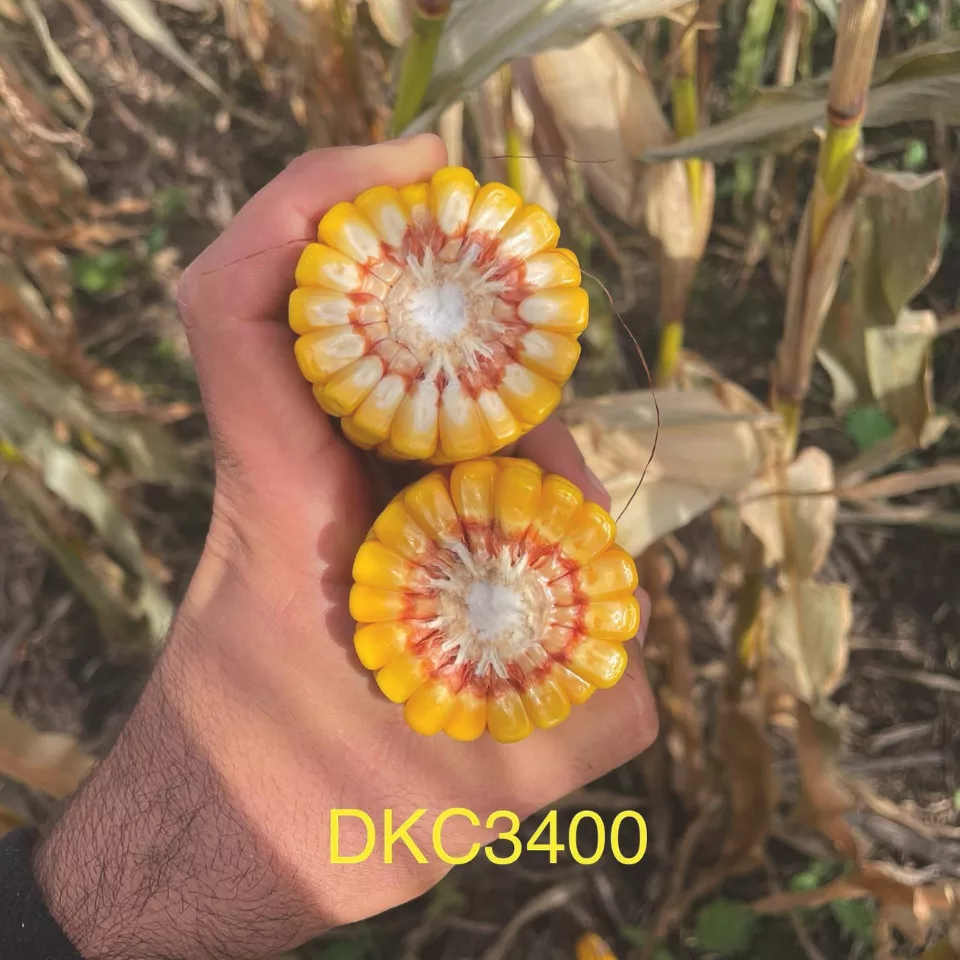 DKC3400 porumb