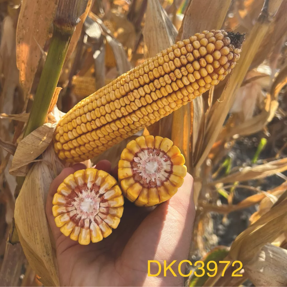 DKC3972 porumb