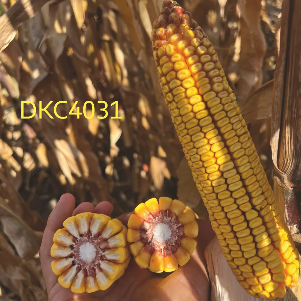 DKC4031 porumb