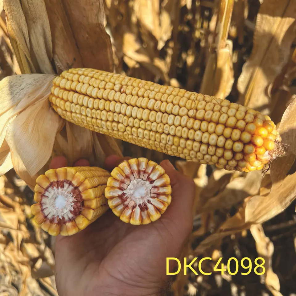 DKC4098 porumb