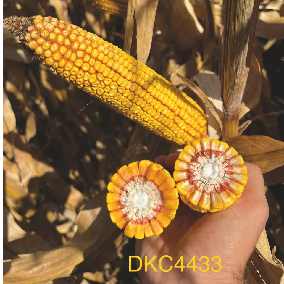 DKC4433 кочан