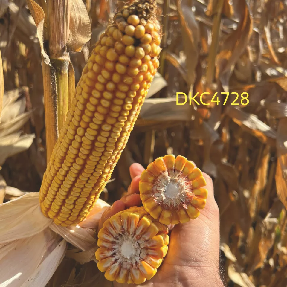 DKC4728 кочан