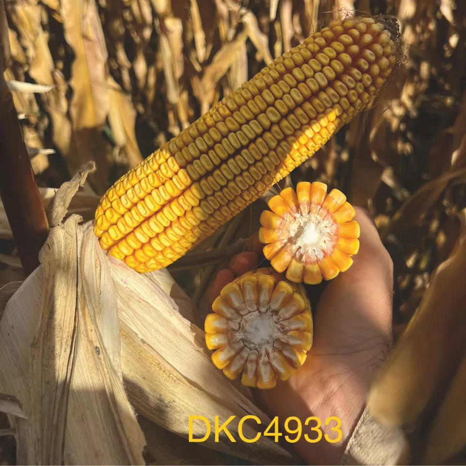 DKC4933 кочан
