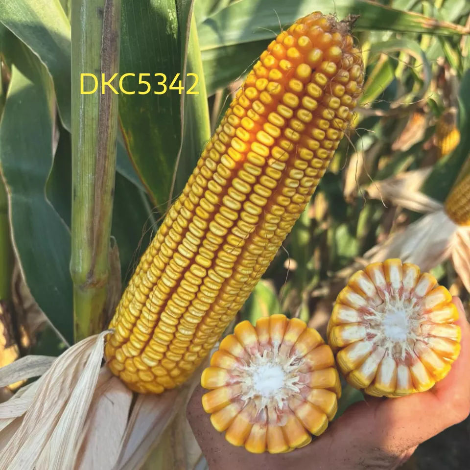 DKC5342 кочан