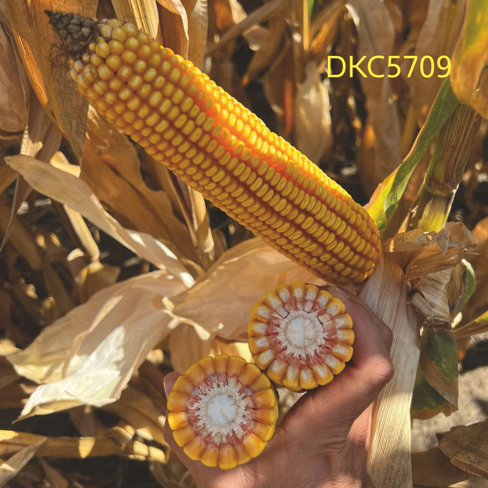 DKC5709 | Bayer