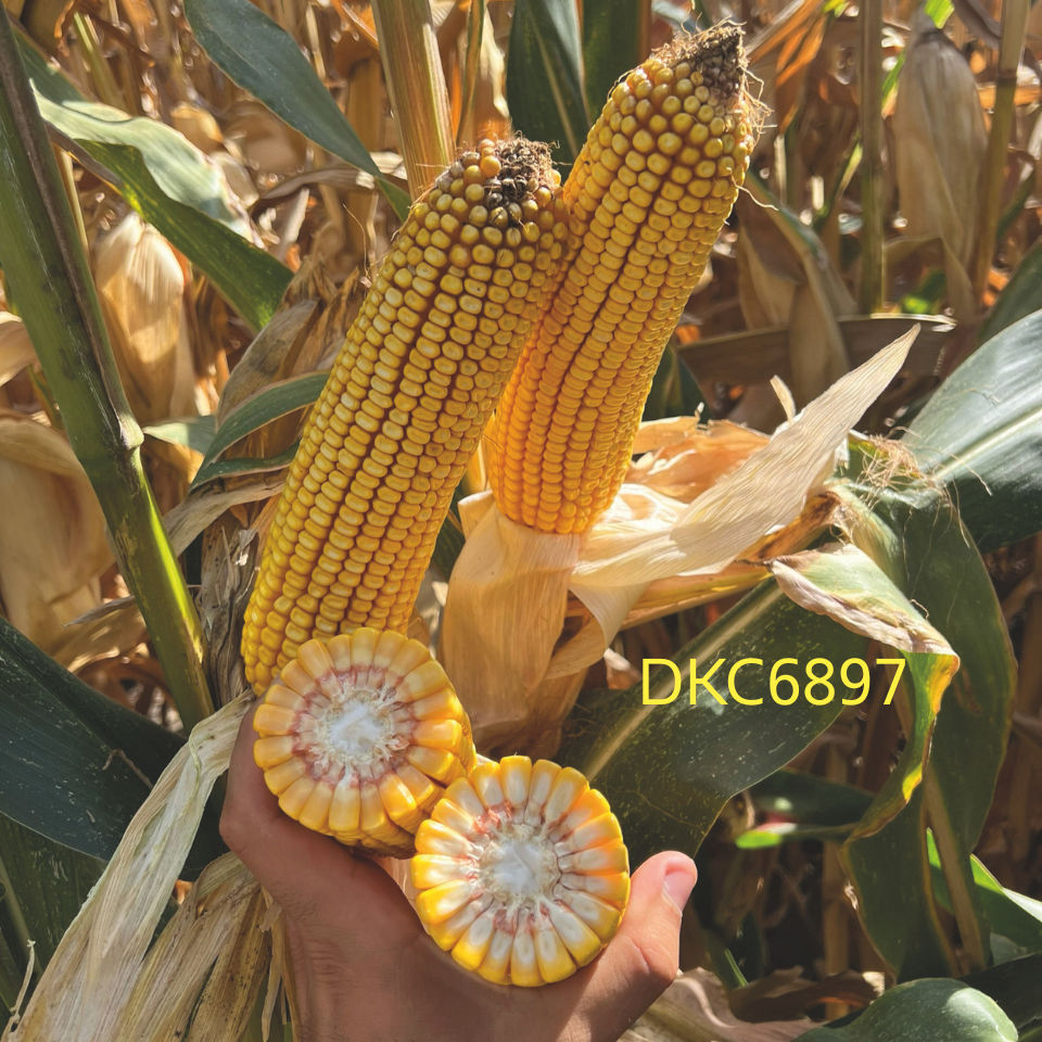 DKC6897 | Bayer