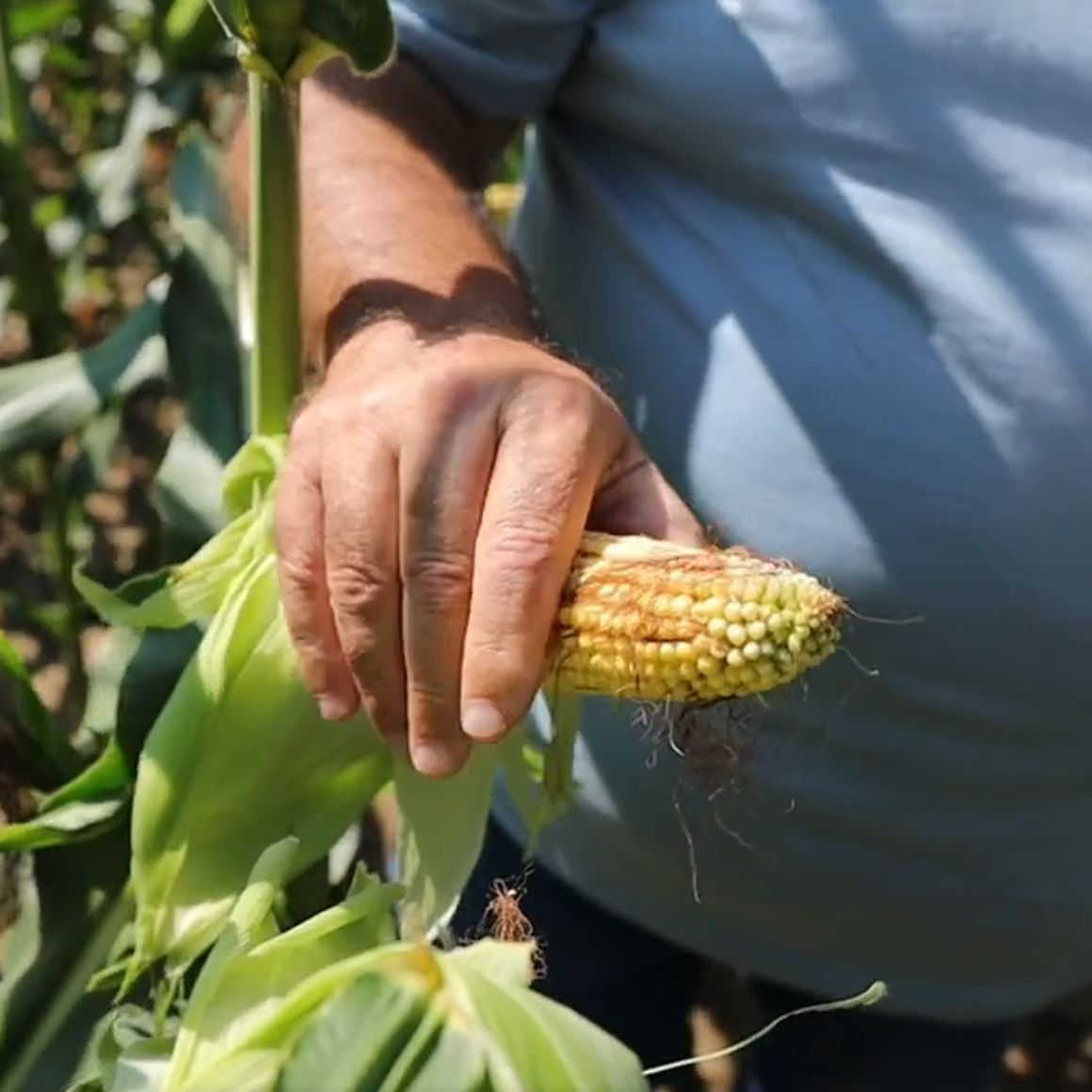 DKC_4728_Corn_Cob.jpg