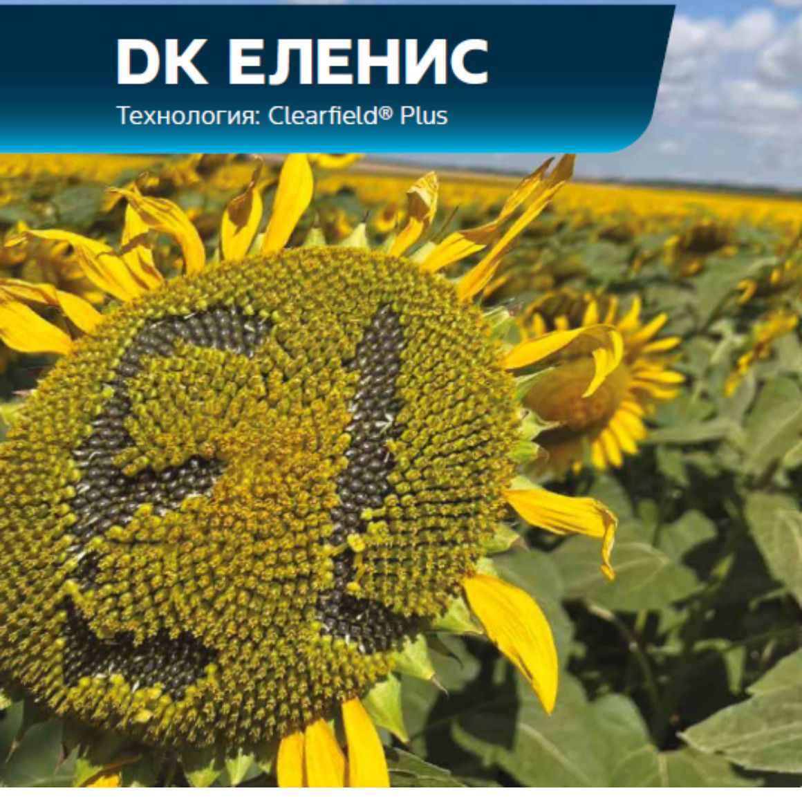 DK Еленис пита слънчоглед