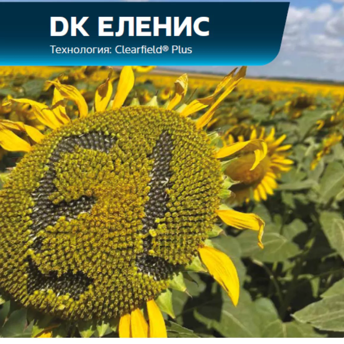 DK Еленис пита слънчоглед