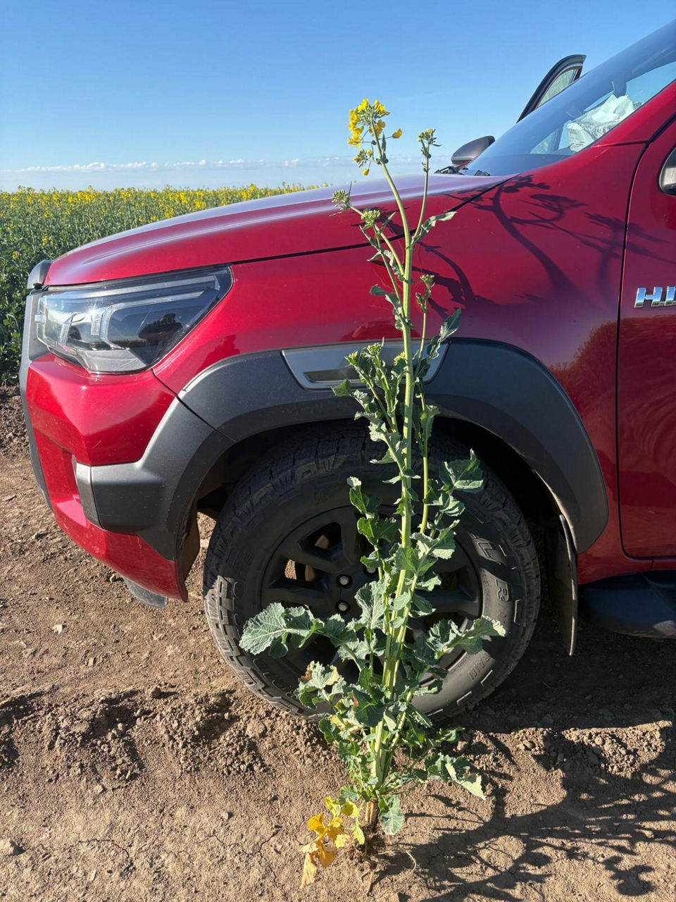 Plantă de rapiță DEKALB înaltă, cu racem înflorit, sprijinită lângă un pick‑up roșu; câmp de rapiță în spate, cer senin, Carani (Timiș)