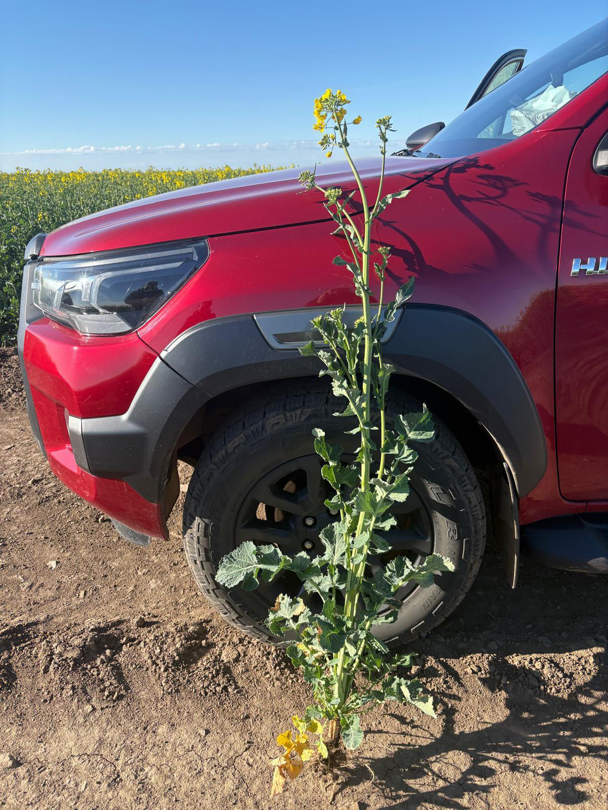 Plantă de rapiță DEKALB înaltă, cu racem înflorit, sprijinită lângă un pick‑up roșu; câmp de rapiță în spate, cer senin, Carani (Timiș)