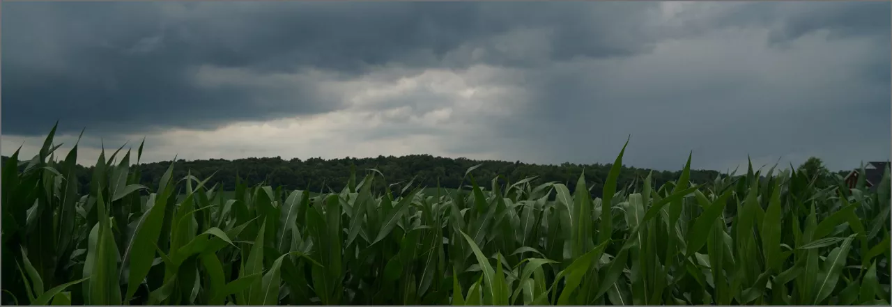 Corn Field Under Cloudy Skies