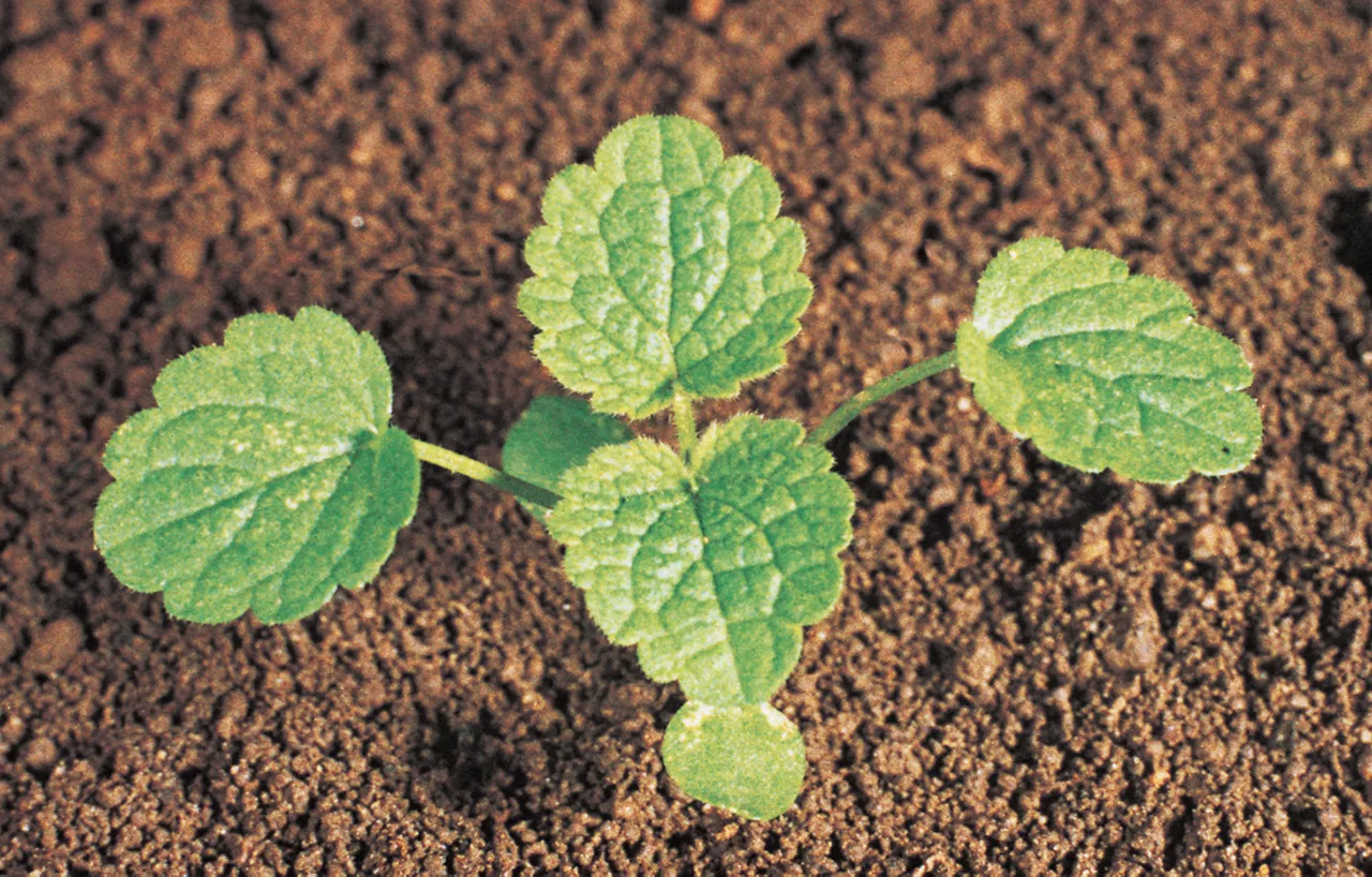 Dead_Nettle_Rich_Text_Editor_1.jpg