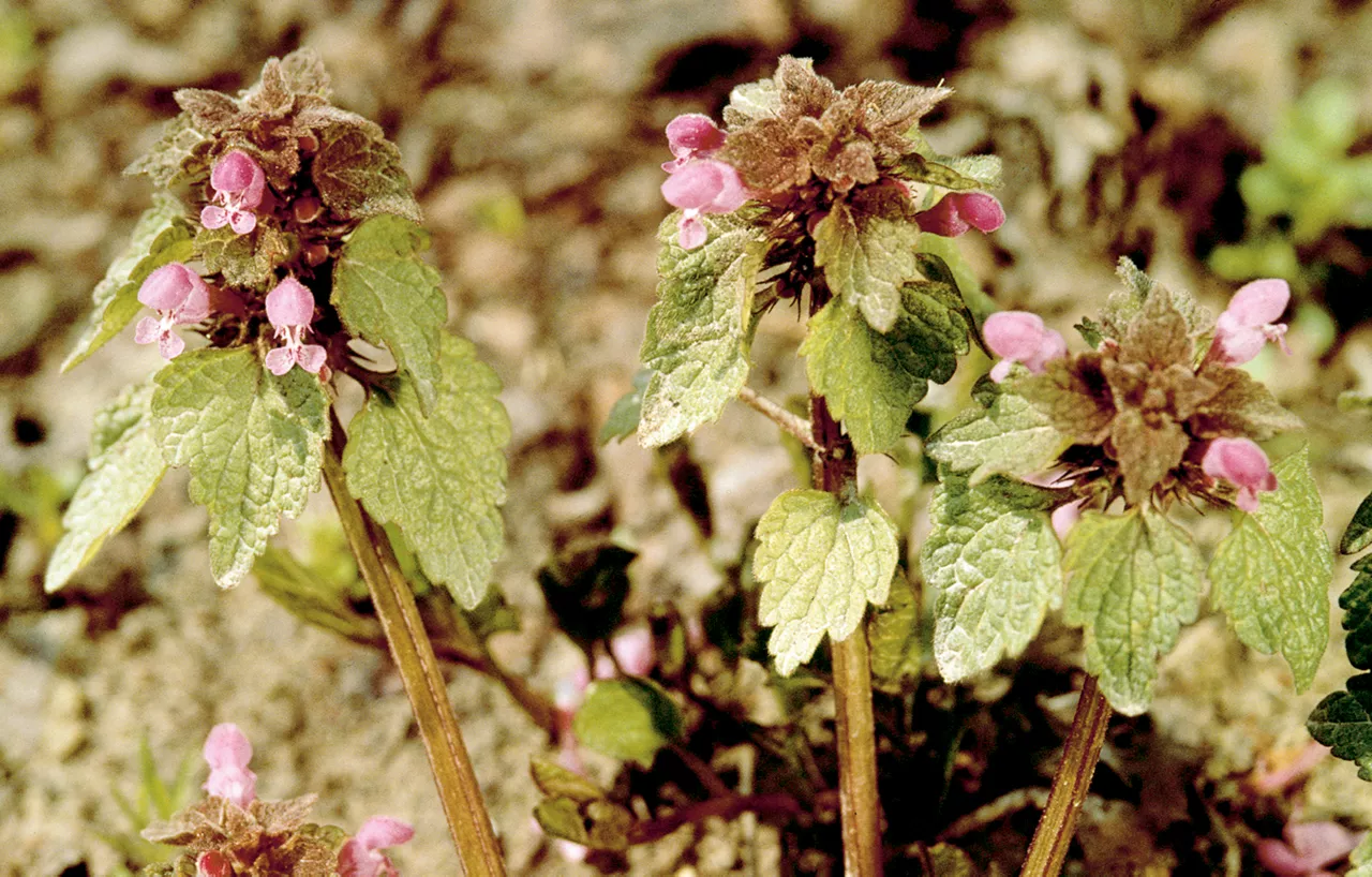 Dead_Nettle_Rich_Text_Editor_2.jpg