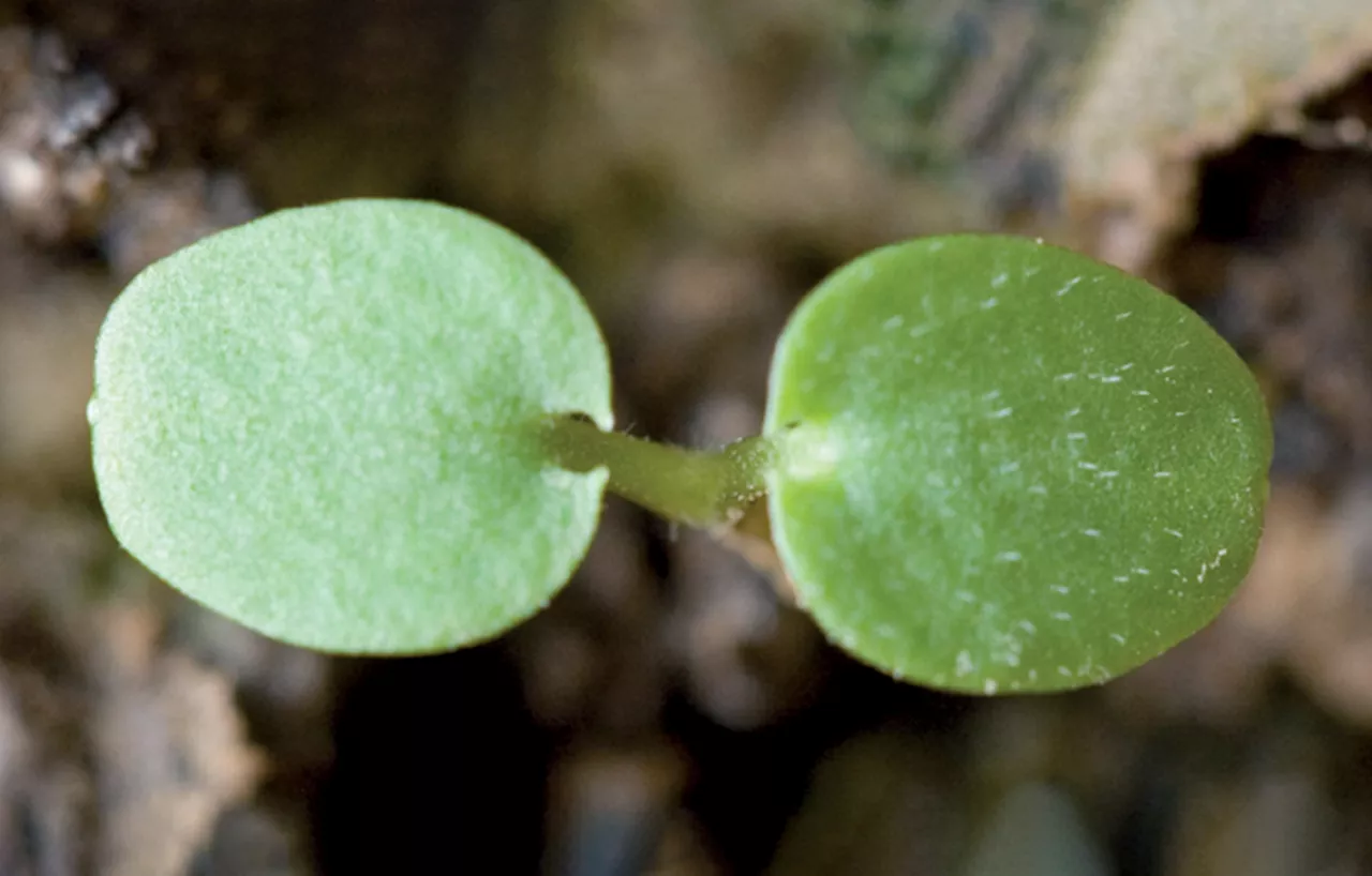 Dead_Nettle_Rich_Text_Editor_3.jpg
