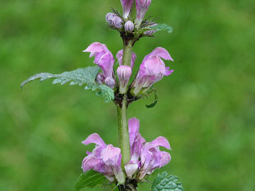 Deadnettle