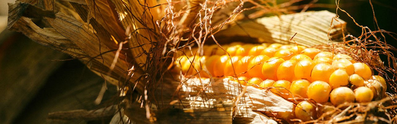 Corn stalk details