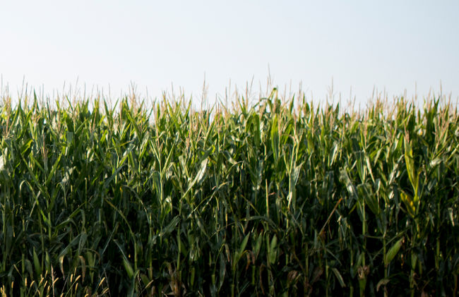 DEKALB® corn field at late season